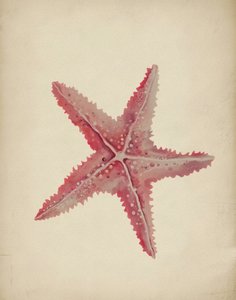 Vintage Pink Starfish by Josie George