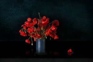 Dramatic Red Poppies