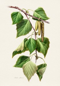 Birch Leaves and Catkins
