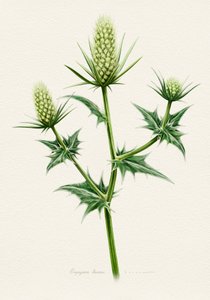 Botanical Sea Holly