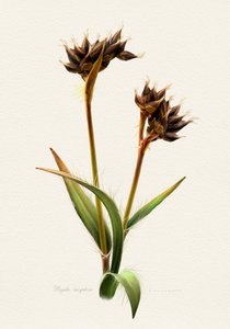 Detailed Botanical Study by Juan Hernaz