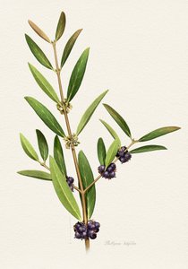 Elegant Berry Branch