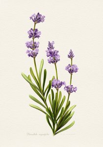 Elegant Lavender Botanical by Juan Hernaz