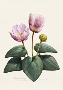 Elegant Pink Botanical Flowers