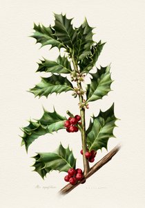 Festive Holly Berries