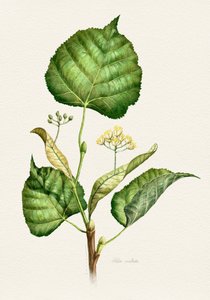 Flowering Linden Branch