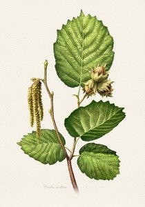 Hazelnut Branch Botanical by Juan Hernaz