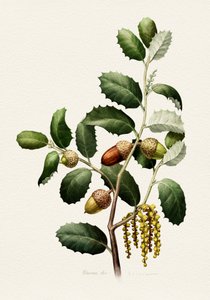 Oak Acorns Botanical