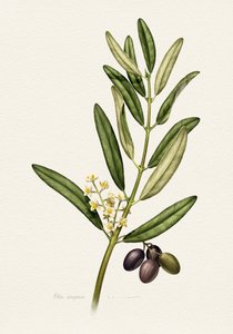 Olive Branch With Fruit