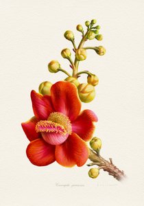 Vibrant Cannonball Flower