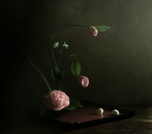 Pink Camellia Ikebana