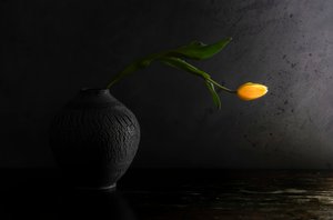 Yellow Tulip Still Life