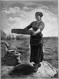 Rapeseed Screener: from the painting of Jules Breton. In 