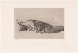 Dead Squirrel and Fly