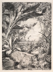 Plants of the Greenhouse, 1872 by Jules Ferdinand Jacquemart