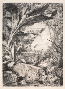 Plants of the Greenhouse by Jules Jacquemart