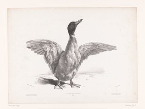 Study of a Duck with Spread Wings by Jules Joseph Augustin Laurens