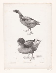 Study of a Goose and a Duck by Jules Joseph Augustin Laurens
