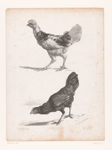 Study of Two Chickens by Jules Joseph Augustin Laurens