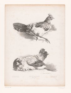 Study of Two Lying Chickens (Animal Studies) (Petites études d