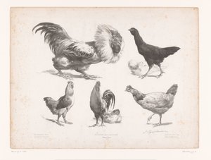 Studies of Various Types of Chickens by Jules Joseph Augustin Laurens