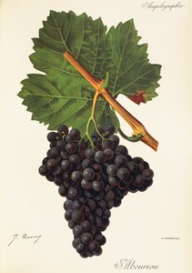 Albourion grape