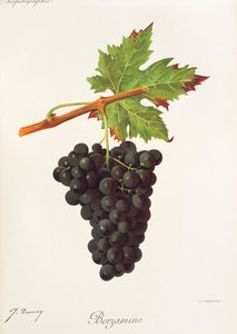 Berzamino grape