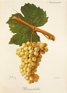 Biancolella grape