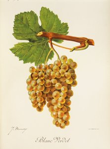 Blanc Verdet Grape