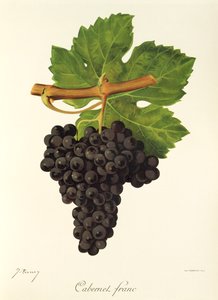 Cabernet Franc grape