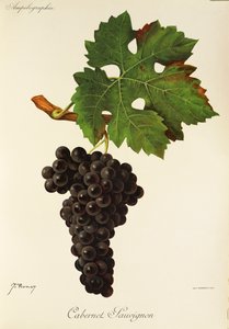 Cabernet Sauvignon Grape