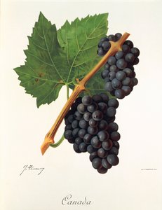 Canada grape by Jules Troncy