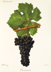 Carmenere grape