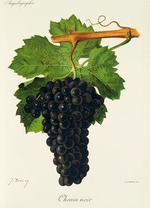 Chenin Noir grape