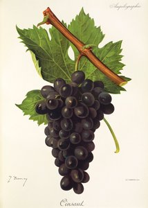 Cinsaut grape