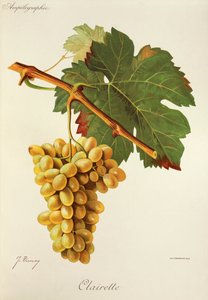 Clairette grape
