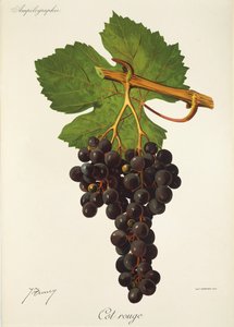 Cot Rouge grape