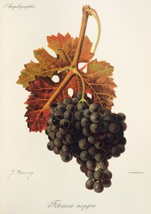 Feteasca Neagra grape
