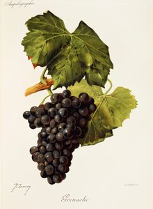 Grenache grape