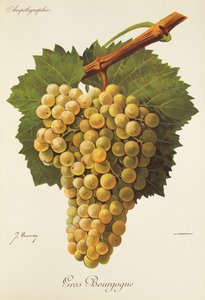Gros Bourgogne grape