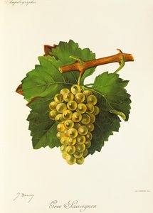 Gros Sauvignon grape
