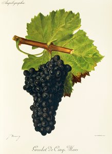 Groslot de Cinq Mars Grape