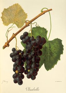 Isabelle grape