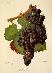 Merlot Grape