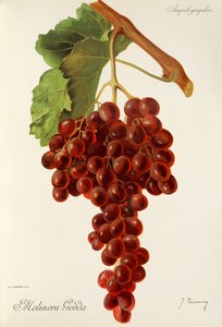 Molinera Gorda grape