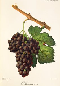 Mourvaison grape by Jules Troncy