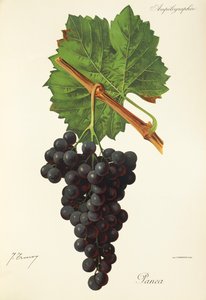 Panea grape