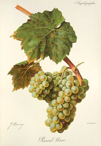 Pascal Blanc grape