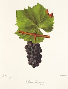Petit Gamay Grape