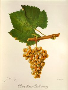 Pinot Blanc Chardonnay grape